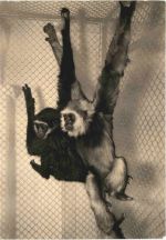 Erfurt - Zoo - Gibbons