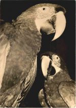 Rostock - Zoo - Grünflügellaras