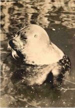 Rostock - Zoo - Ringelrobbe