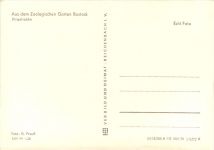 Rostock - Zoo - Ringelrobbe