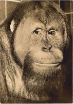 Rostock - Zoo - Orang Utan