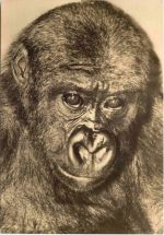 Rostock - Zoo -Gorilla