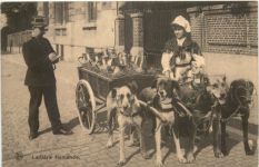 Laitiere flamande