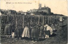 Meissen - Weinlese auf dem MEissner Ratsweinberge