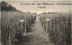 Flettmar - Flettmarer Sandweizen 1931 - Müden Aller