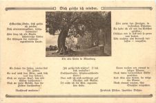Die alte Linde in Blomberg