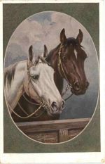 Pferd - Horse