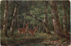 Rehe