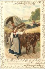 Kühe - Hermann und Dorothea