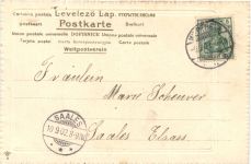 Kühe - Hermann und Dorothea