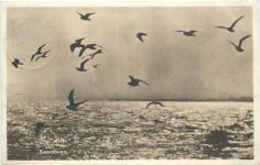 Wangerooge - Seemöwen