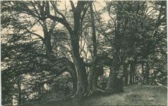 Lübbecke in Westfalen - Reineberg-Linde