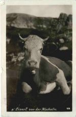 Kuh - S Liserl von der Hochalm