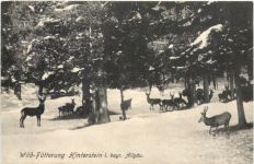 Wild-Fütterung Hinterstein im bayr. Allgäu