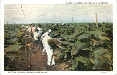 Habana - Cosecha de Tabaco