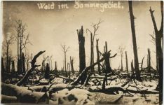 Wald im Sommegebiet