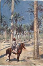 Plam Grove near Kerdase - Egypt