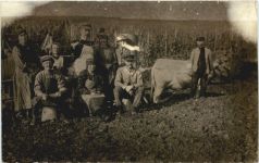 Weinlese