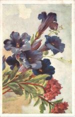 Künstler Ak F. Niebler