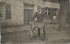 Trarbach - Fohlen