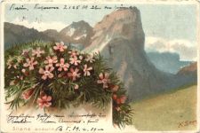 Künstler Ak - Silene acaulis