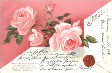 Blumen - Rosen