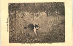 Künstler Ak Bruno Liljefors