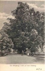 Die 800jährige Linde auf dem Dilsberg