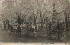 Cherry blossoms Yokohame Park - Japan