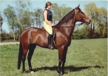 Pferd