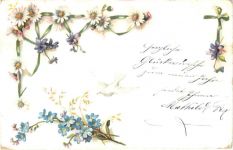 Glückwunsch - Taube