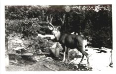 California - Springville - Hirsch