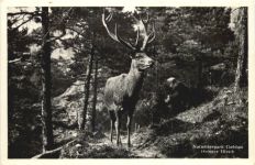 Naturtierpark Goldau - Hirsch
