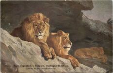 Hamburg - Stellingen - Carl Hagenbecks Tierpark - Löwen