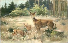 Rehe