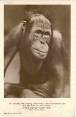 Orang-Utan Frau Film - Tiere sehen dich an