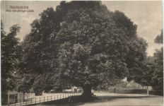Bordesholm - 600 jährige Linde