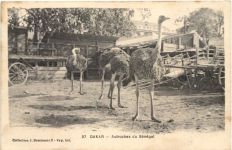 Dakar - Autruches du Senegal