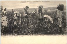 Torres Vedras Portugal - Vindimando
