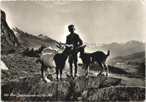 Der Geisenpeter auf der Alp - Ziegen