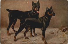 Hunde