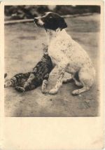 Hund mit Katze