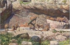 Stellingen - Carl Hagenbecks Tierpark - Löwen