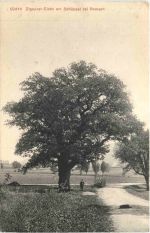Zigeuner Eiche am Schüppel bei Ramsen SH