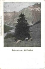 Schermtanne - Adelboden