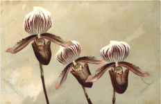 Blumen