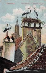AK Strassburg, Strasbourg, Nid de Cicogne 1910/20er