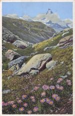 Künstler-Ansichtskarte Photochromie Nr. 1477: Alster alpinus, Alpenaster