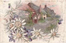 Edelweißblumen