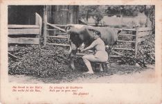 AK Bäuerin melkt eine Kuh und schaut in die Kamera